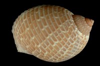 藏品(鶉螺)的圖片